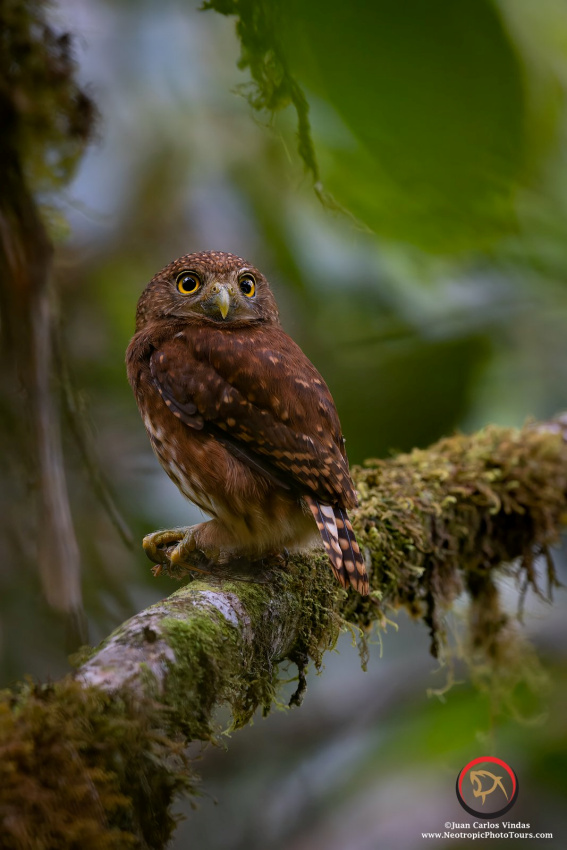 Rear view of a Cloud-forest Pygmy Owl with a cicada in its talons by Juan Carlos Vindas