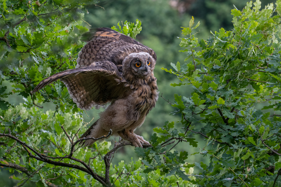 A young Eurasian Eagle Owl spreads its wings by Agne Vaitkeviciute