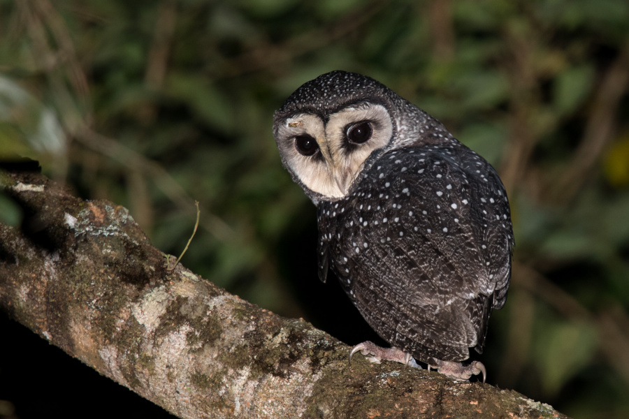 Lesser Sooty Owl looking back over its shoulder at night by Richard Jackson