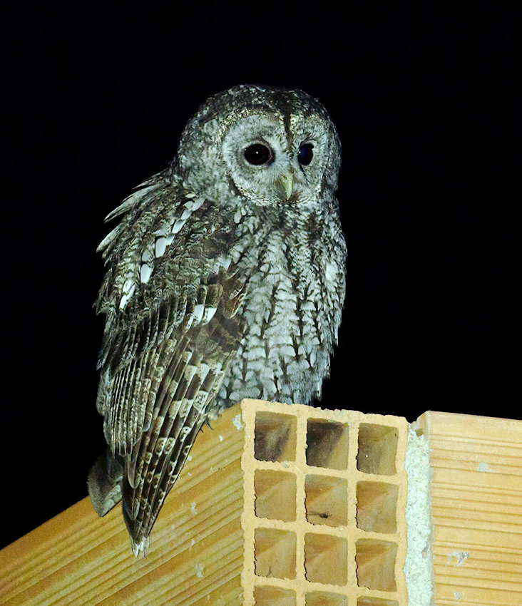 Maghreb Owl perched on wood framing at night by Nick Athanas