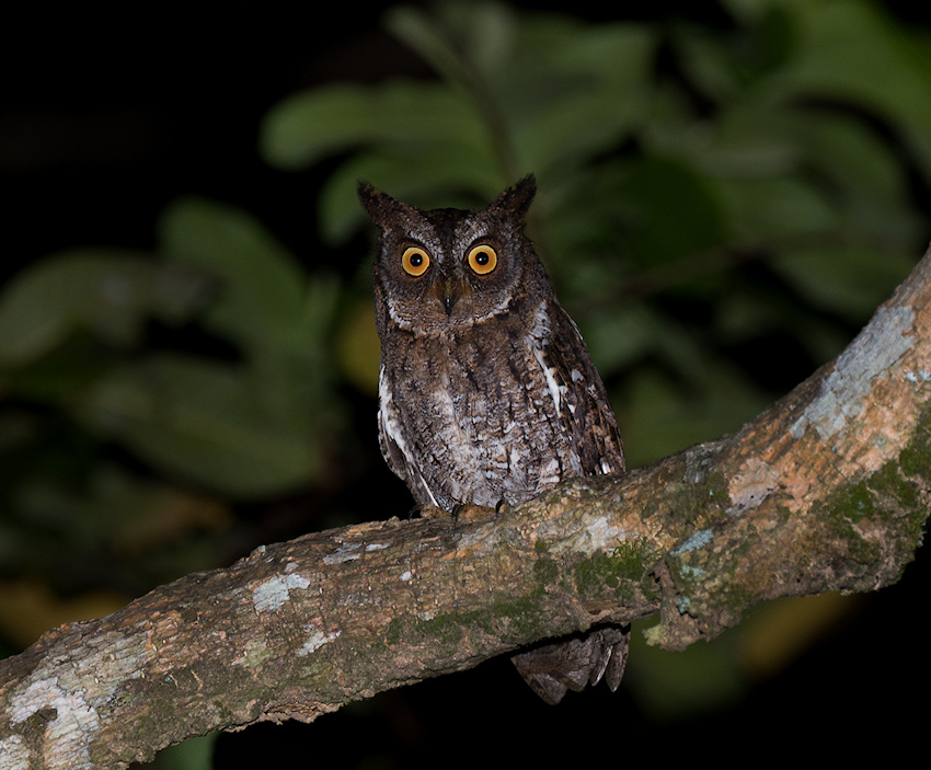 Rinjani Scops Owl perched on a large branch at night by Richard Jackson