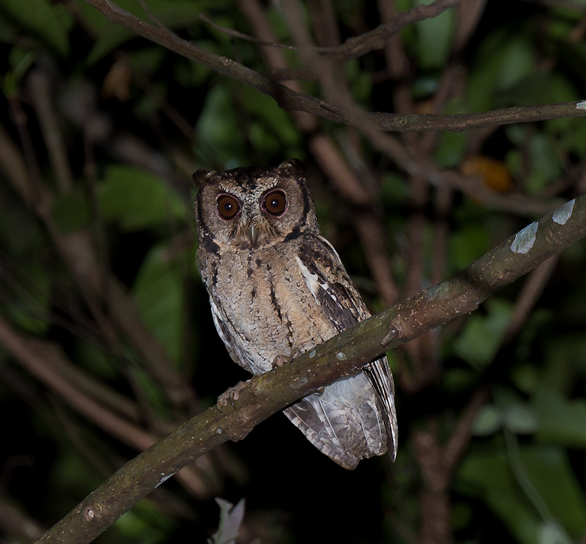 Sunda Scops Owl on a branch at night by Richard Jackson