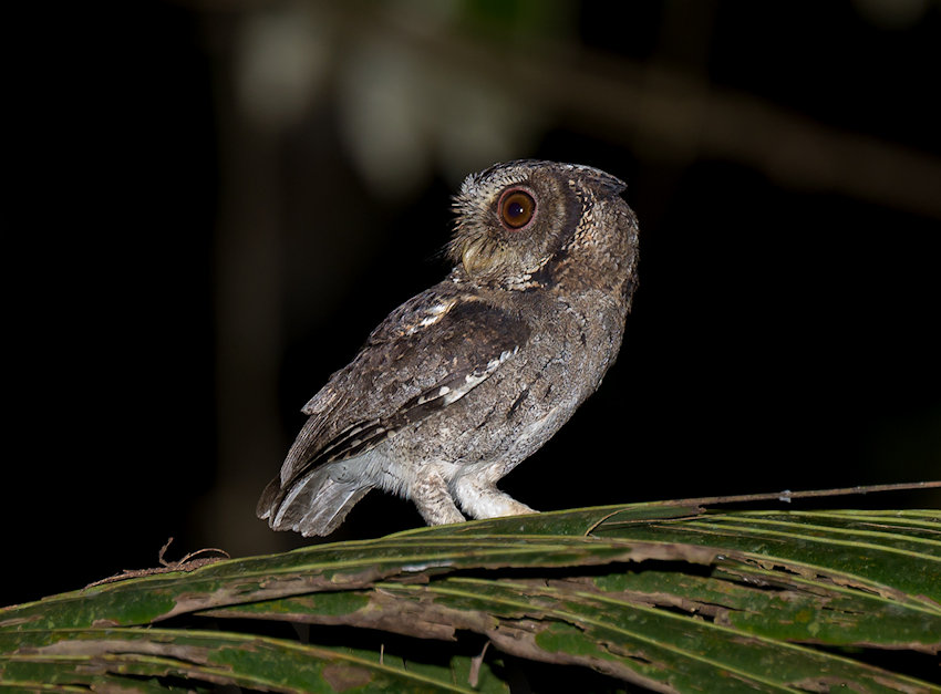 side view of a Sunda Scops Owl on a palm frond by Richard Jackson