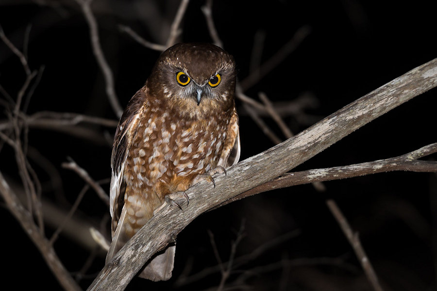 Tasmanian Boobook perched on a branch at night by Richard Jackson