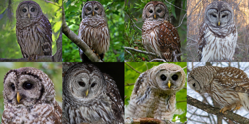 barred owl wingspan