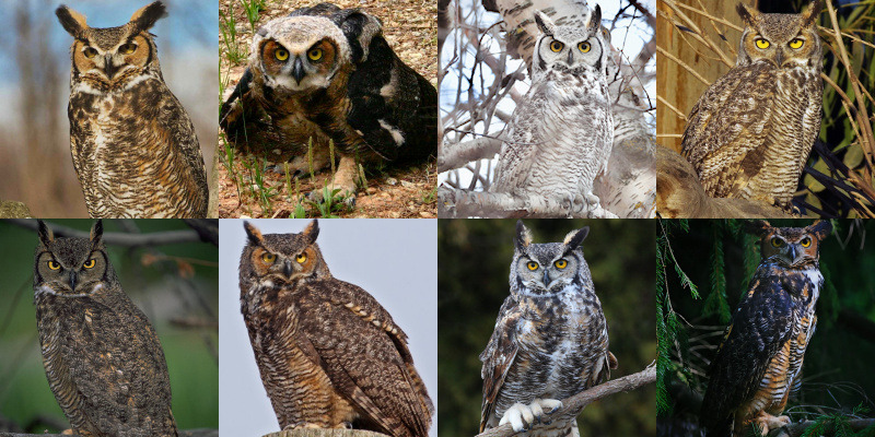 Great Horned Owl 01A2-7992A 