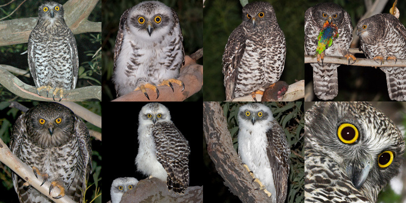 Powerful Owl (Ninox strenua) - Information, Pictures, Sounds - The Owl