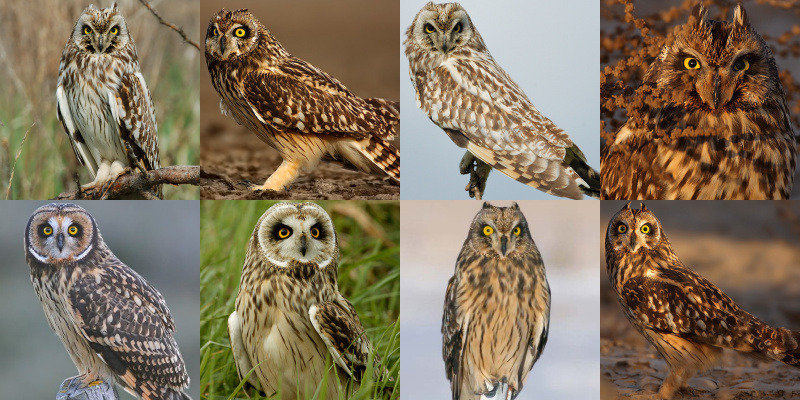 Short-eared Owl (Asio flammeus) - Information, Pictures, Sounds - The ...