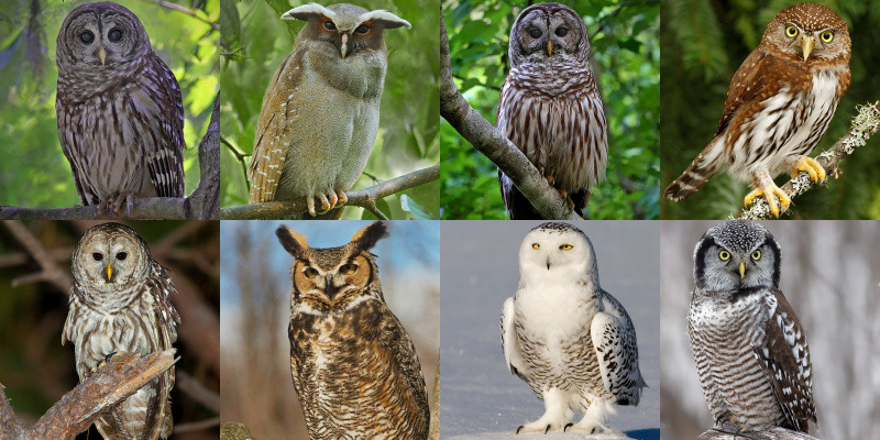 Types Of Owls Pictures Types Of Owls Pictures