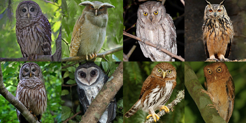 Owls Of The World The Owl Pages Owls Of The World The Owl Pages