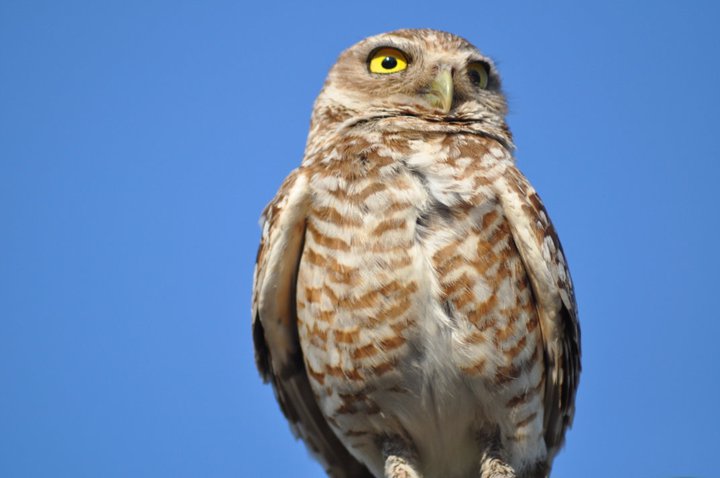 Burrowing Owl