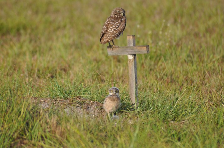 Burrowing Owl