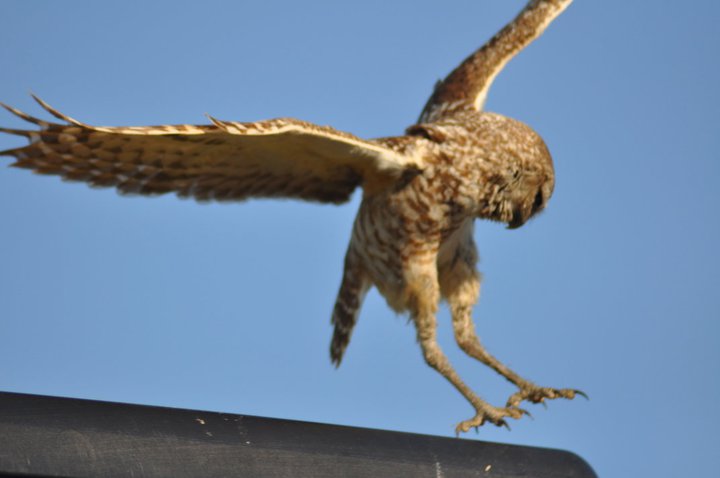 Burrowing Owl