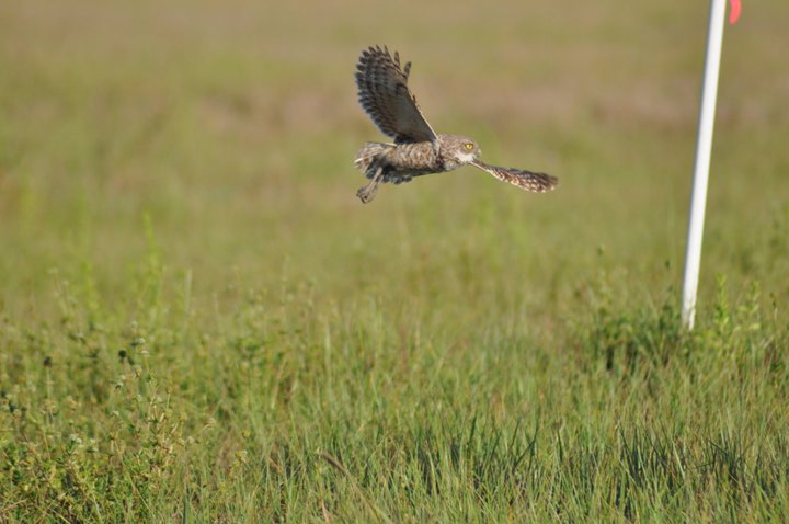 Burrowing Owl