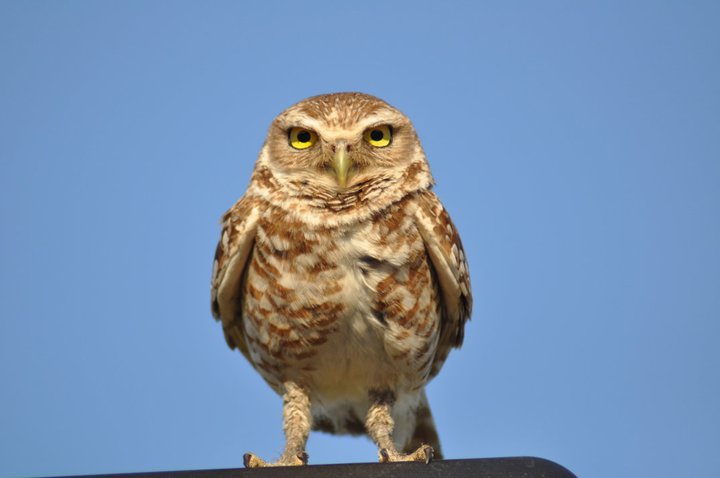 Burrowing Owl