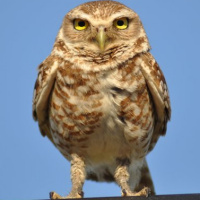 Some of Cape Coral's Burrowing Owls