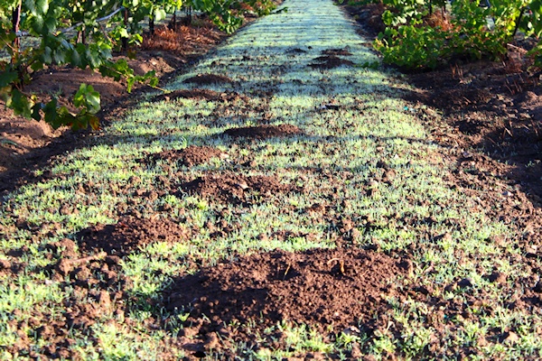 Vinyard with gopher mounds