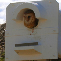 Owl nest box resources