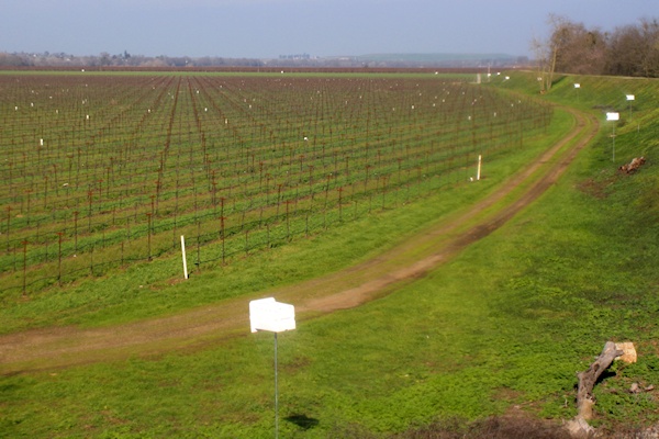 Nest boxes at vineyard