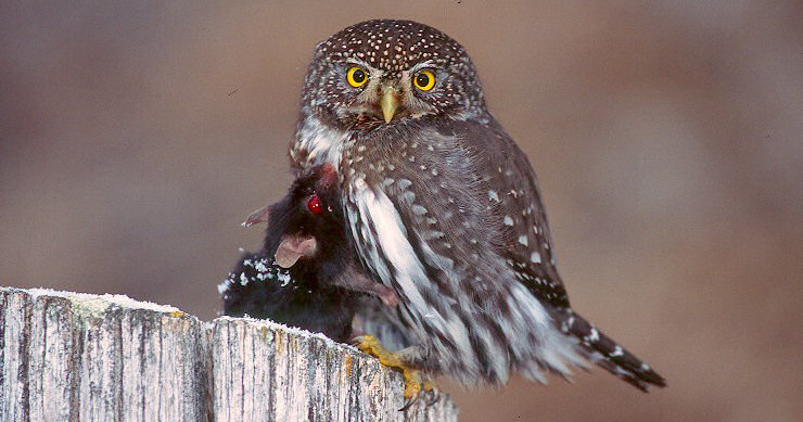 26 Best Images Do Barn Owls Eat Cats / Cat vs Owl - Boing Boing