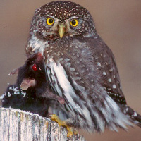 Owl Food  & Hunting