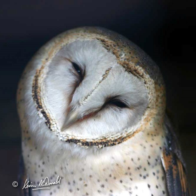 Barn Owl