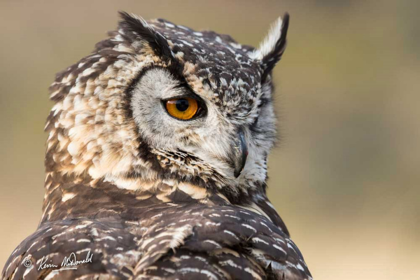 Cape Eagle Owl Bubo capensis