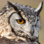 Owls from the African Bird of Prey Sanctua...