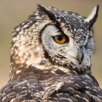 Owls from the African Bird of Prey Sanctuary