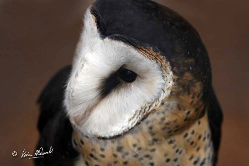 African Grass Owl