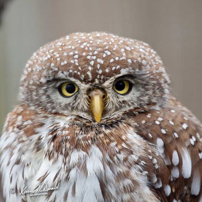 Pearl-spotted Owlet Glaucidium perlatum