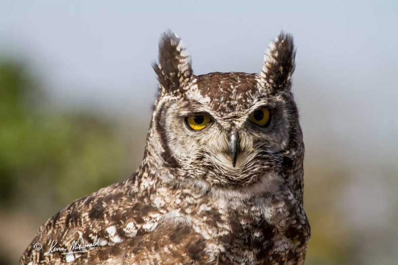 Spotted Eagle Owl Bubo africanus
