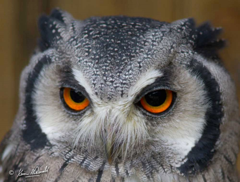 Southern White-faced Owl Ptilopsis granti