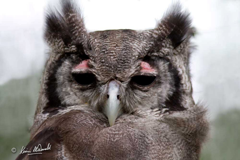 Verreaux's Eagle Owl Bubo lacteus
