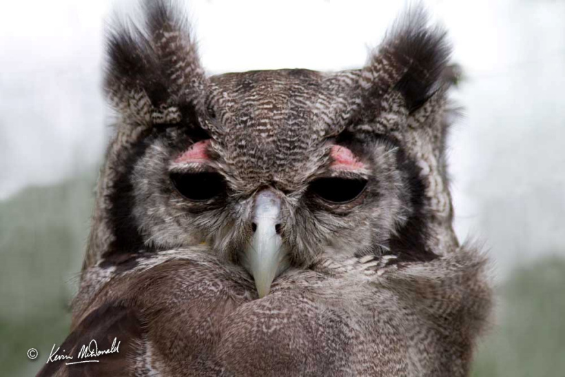 Verreaux's Eagle Owl