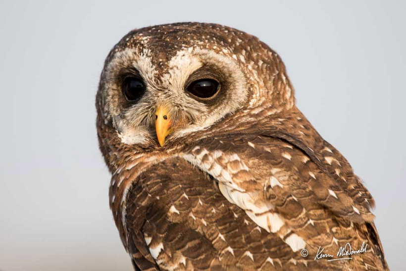 African Wood Owl Strix woodfordii