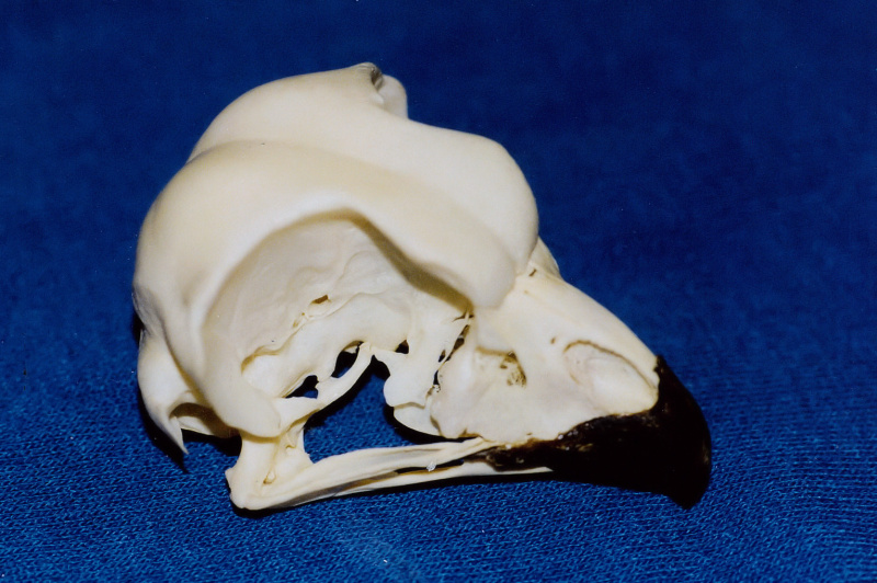 African Eagle Owl skull