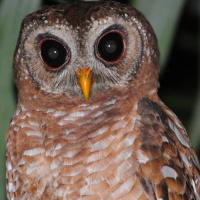 African Wood Owl