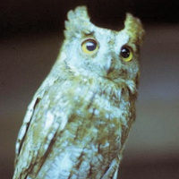 Al the Owl