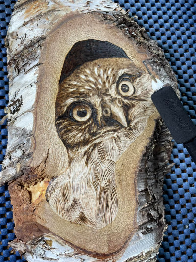 Litte Owl wood pyrography