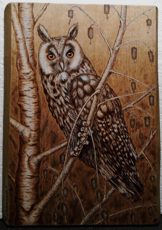 Owl Pyrography