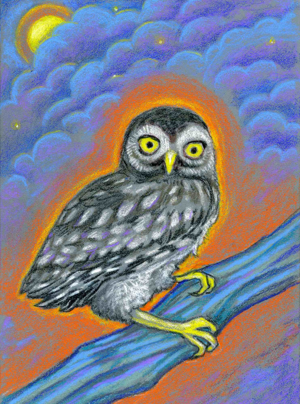 painting of a Little Owl