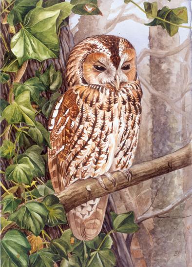 Tawny Owl painting