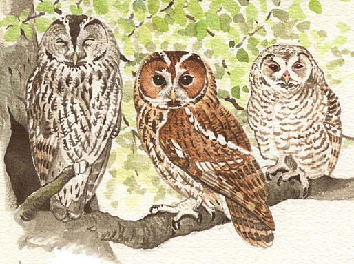 Tawny Owl family painting