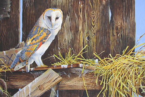 Barn Owl painting