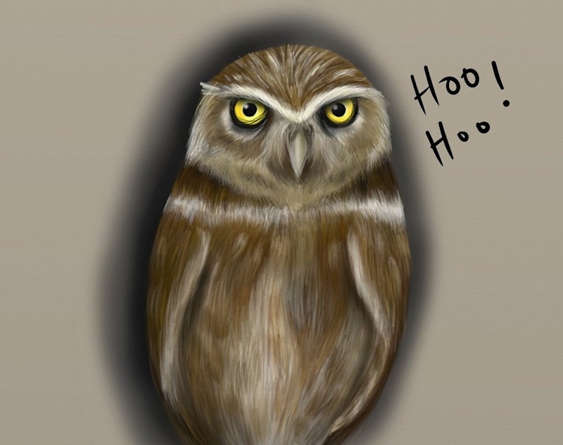Little Owl art