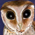 Owl artwork by Iron Teflon
