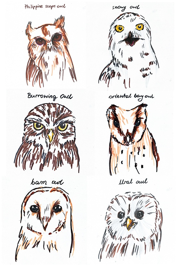 Owl sketches