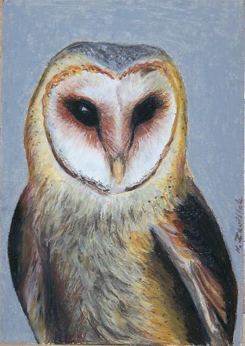 painting of a Barn Owl