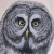 Owl paintings by Marta Zawislak